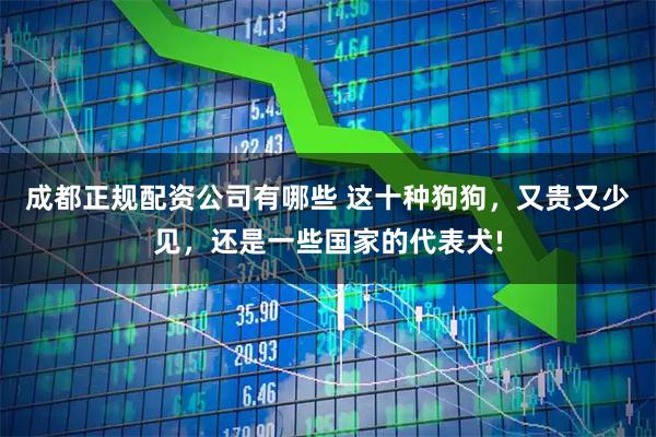 成都正规配资公司有哪些 这十种狗狗，又贵又少见，还是一些国家的代表犬!