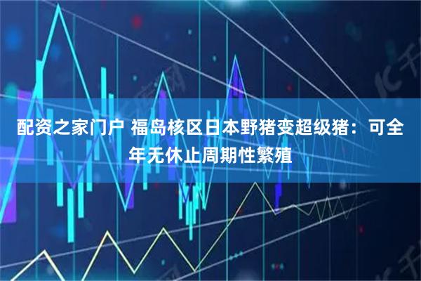 配资之家门户 福岛核区日本野猪变超级猪：可全年无休止周期性繁殖