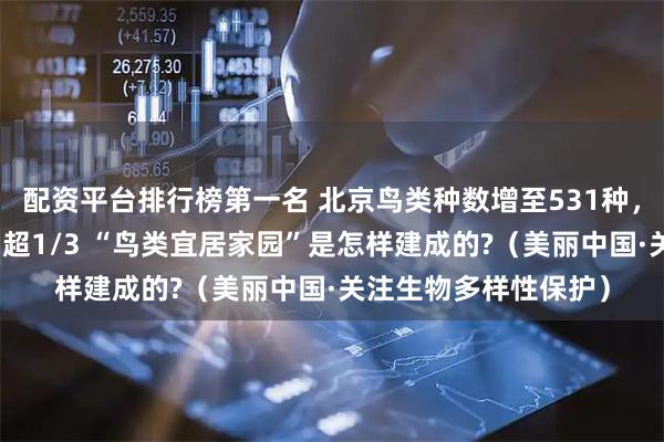 配资平台排行榜第一名 北京鸟类种数增至531种,占全国鸟种数量比例超1/3 “鸟类宜居家园”是怎样建成的?(美丽中国·关注生物多样性保护)